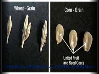 N-GRAIN>>>WHEAT & CORN-GRAIN>>> W
 