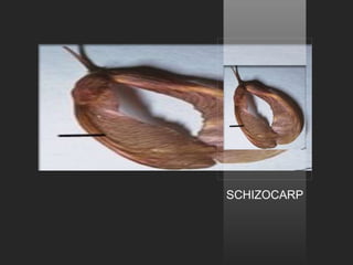 SCHIZOCARP
 