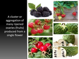 A cluster or
aggregation of
many ripened
ovaries (fruits)
produced from a
single flower
 