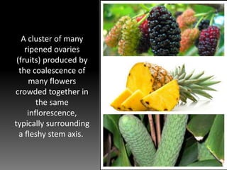 A cluster of many
ripened ovaries
(fruits) produced by
the coalescence of
many flowers
crowded together in
the same
inflorescence,
typically surrounding
a fleshy stem axis.
 