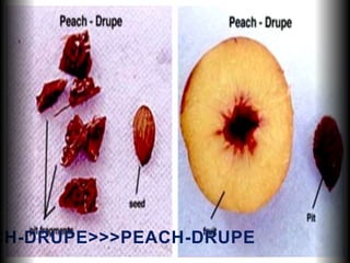 CH-DRUPE>>>PEACH-DRUPE
 