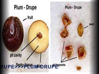 RUPE>>>PLUM-DRUPE
 
