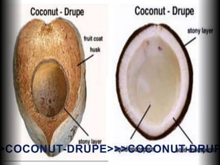 >COCONUT-DRUPE>>>COCONUT-DRUP
 