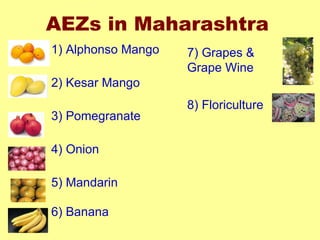 AEZs in Maharashtra 1) Alphonso Mango 2) Kesar Mango  3) Pomegranate 4) Onion 5) Mandarin 6) Banana 7) Grapes &  Grape Wine 8) Floriculture 