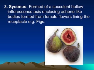 Syconium Inflorescence Examples fruit introduction and all drugs.ppt .ppt