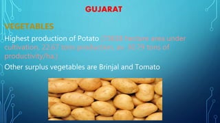 GUJARAT
VEGETABLES
Highest production of Potato (73638 hectare area under
cultivation, 22.67 tons production, av. 30.79 tons of
productivity/ha.)
Other surplus vegetables are Brinjal and Tomato
 