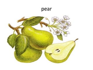 pear

 