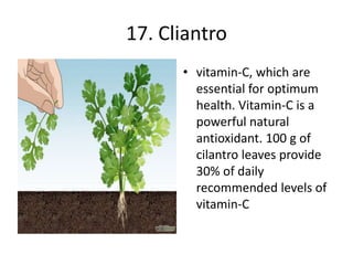 17. Cliantro
• vitamin-C, which are
essential for optimum
health. Vitamin-C is a
powerful natural
antioxidant. 100 g of
cilantro leaves provide
30% of daily
recommended levels of
vitamin-C
 