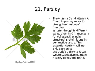 21. Parsley
• The vitamin C and vitamin A
found in parsley serve to
strengthen the body's
immune
system, though in different
ways. Vitamin C is necessary
for collagen, the main
structural protein found in
connective tissue. This
essential nutrient will not
only accelerate
the body's ability to repair
wounds, but also maintain
healthy bones and teeth.
 