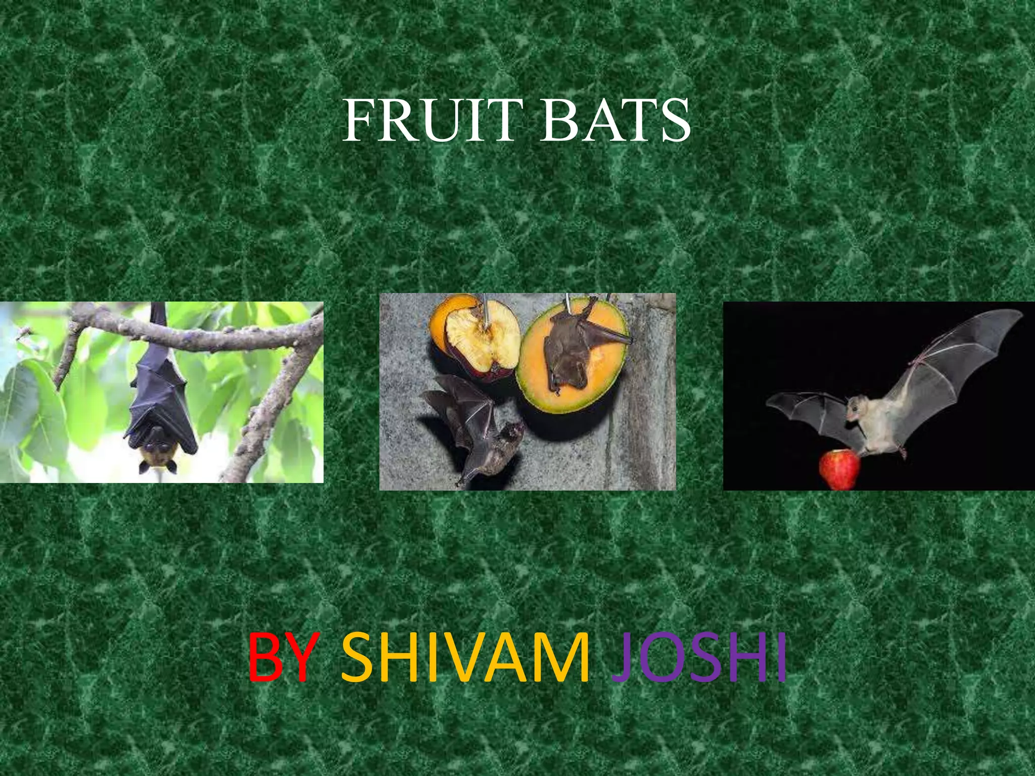 Fruit bats | PPT