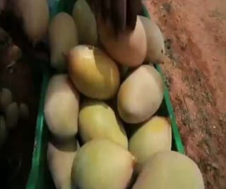 Fruit Beverages - RTS 