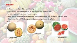 Melons
• melons are members of the gourd family
• The dozens of melon varieties can be divided into two general types:
• sweet (or dessert) melons and watermelons.
• Sweet melons have a tan, green or yellow netted or furrowed rind and dense, fragrant flesh.
• Watermelon has a thick, dark green rind surrounding crisp, watery flesh.
• EG-
Cantaloupes
Honeydews
Watermelons
 
