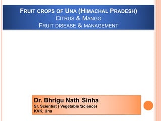 FRUIT CROPS OF UNA (HIMACHAL PRADESH)
CITRUS & MANGO
FRUIT DISEASE & MANAGEMENT
Dr. Bhrigu Nath Sinha
Sr. Scientist ( Vegetable Science)
KVK, Una
 