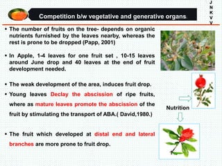 J
N
K
V
V
 The number of fruits on the tree- depends on organic
nutrients furnished by the leaves nearby, whereas the
rest is prone to be dropped (Papp, 2001)
 In Apple, 1-4 leaves for one fruit set , 10-15 leaves
around June drop and 40 leaves at the end of fruit
development needed.
 The weak development of the area, induces fruit drop.
 Young leaves Declay the abscission of ripe fruits,
where as mature leaves promote the abscission of the
fruit by stimulating the transport of ABA.( David,1980.)
 The fruit which developed at distal end and lateral
branches are more prone to fruit drop.
Competition b/w vegetative and generative organs:
Nutrition
 