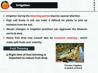 Irrigation
J
N
K
V
V
 Irrigation during the blooming period requires special attention.
 High salt levels in soil can make it difficult for plants to pick up
moisture from the soil.
 Abrupt changes in irrigation practices can aggravate the blossom
and fruit drop.
 Heavy fruit drop may caused also by excessive watering , which
made split fruits near maturity.
Furrow irrigation
in peach orchard
Fruit Thinning
 Right time of fruit thinning is
important to reduce fruit drop.
 