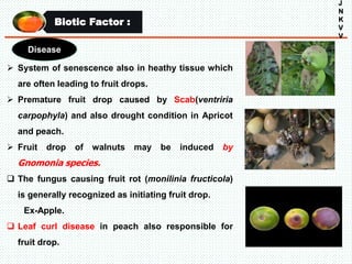 Biotic Factor :
J
N
K
V
V
 System of senescence also in heathy tissue which
are often leading to fruit drops.
 Premature fruit drop caused by Scab(ventriria
carpophyla) and also drought condition in Apricot
and peach.
 Fruit drop of walnuts may be induced by
Gnomonia species.
 The fungus causing fruit rot (monilinia fructicola)
is generally recognized as initiating fruit drop.
Ex-Apple.
 Leaf curl disease in peach also responsible for
fruit drop.
Disease
 