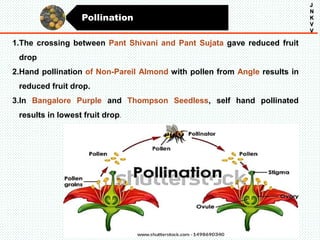 Pollination
J
N
K
V
V
1.The crossing between Pant Shivani and Pant Sujata gave reduced fruit
drop
2.Hand pollination of Non-Pareil Almond with pollen from Angle results in
reduced fruit drop.
3.In Bangalore Purple and Thompson Seedless, self hand pollinated
results in lowest fruit drop.
 