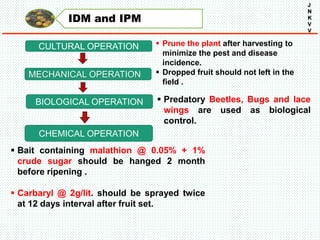 IDM and IPM
J
N
K
V
V
CULTURAL OPERATION
MECHANICAL OPERATION
BIOLOGICAL OPERATION
CHEMICAL OPERATION
 Predatory Beetles, Bugs and lace
wings are used as biological
control.
 Bait containing malathion @ 0.05% + 1%
crude sugar should be hanged 2 month
before ripening .
 Carbaryl @ 2g/lit. should be sprayed twice
at 12 days interval after fruit set.
 Prune the plant after harvesting to
minimize the pest and disease
incidence.
 Dropped fruit should not left in the
field .
 