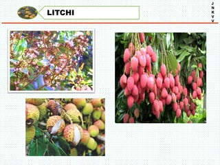 LITCHI
J
N
K
V
V
 