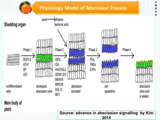 Physiology Model of Abscission Process
J
N
K
V
V
Source: advance in abscission signalling by Kim
2014
 