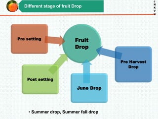 Different stage of fruit Drop
J
N
K
V
V
Fruit
Drop
Post setting
June Drop
Pre Harvest
Drop
Pre setting
• Summer drop, Summer fall drop
 