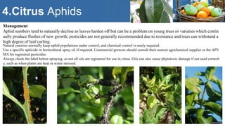 Major fruits - insect pest management , | PPTX