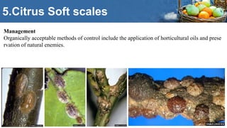 Major fruits - insect pest management , | PPTX