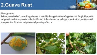 Major fruits - insect pest management , | PPTX