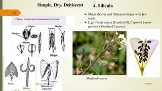 10
4. SiliculaSimple, Dry, Dehiscent
 Much shorter and flattened siliqua with few
seeds
 E.g.- Iberis amara (Candytuft), Capsella bursa-
pastoris (Shepherd’s purse).
Shepherd’s purse
15-03-2018kishan.gusai2008@gmail.com
 