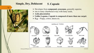 11
5. CapsuleSimple, Dry, Dehiscent
 Developes from compound, syncarpus, generally superior,
 one to many chambered ovary with many seeds,
 Axile placentation
 Unlike Legume, Capsule is composed of more than one carpel.
 E.g. – Poppy, cotton, datura etc.
15-03-2018kishan.gusai2008@gmail.com
 