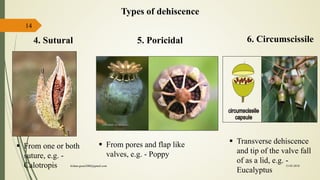 14
5. Poricidal4. Sutural
 From one or both
suture, e.g. -
Calotropis
 From pores and flap like
valves, e.g. - Poppy
6. Circumscissile
 Transverse dehiscence
and tip of the valve fall
of as a lid, e.g. -
Eucalyptus
Types of dehiscence
15-03-2018kishan.gusai2008@gmail.com
 