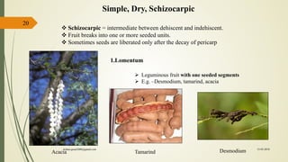20
Simple, Dry, Schizocarpic
1.Lomentum
 Schizocarpic = intermediate between dehiscent and indehiscent.
 Fruit breaks into one or more seeded units.
 Sometimes seeds are liberated only after the decay of pericarp
 Leguminous fruit with one seeded segments
 E.g. –Desmodium, tamarind, acacia
DesmodiumTamarindAcacia
15-03-2018kishan.gusai2008@gmail.com
 