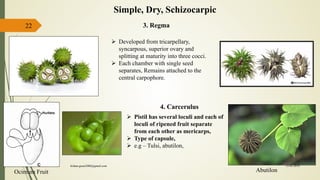 22
Simple, Dry, Schizocarpic
3. Regma
 Developed from tricarpellary,
syncarpous, superior ovary and
splitting at maturity into three cocci.
 Each chamber with single seed
separates, Remains attached to the
central carpophore.
4. Carcerulus
 Pistil has several loculi and each of
loculi of ripened fruit separate
from each other as mericarps,
 Type of capsule,
 e.g – Tulsi, abutilon,
Ocimum Fruit Abutilon
15-03-2018kishan.gusai2008@gmail.com
 