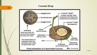 25
Coconut Drup
15-03-2018kishan.gusai2008@gmail.com
 
