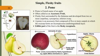 26 2. Pome
Simple, Fleshy fruits
 Pome is French name of an apple
 Often called as an Accessory Fruit,
 Fleshy fruit surrounded by the thalamus and developed from two or
more carpellary, syncaprous, inferior ovary.
 A pome is an accessory fruit composed of five or more carpels in which
the exocarp forms an inconspicuous (undistinguished) layer.
 Edible part of the fruit is the fleshy receptacle.
15-03-2018kishan.gusai2008@gmail.com
 