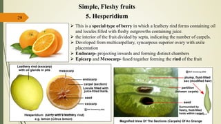 29 5. Hesperidium
Simple, Fleshy fruits
 This is a special type of berry in which a leathery rind forms containing oil
and locules filled with fleshy outgrowths containing juice.
 the interior of the fruit divided by septa, indicating the number of carpels.
 Developed from multicarpellary, syncarpous superior ovary with axile
placentation
 Endocarp- projecting inwards and forming distinct chambers
 Epicarp and Mesocarp- fused togather forming the rind of the fruit
15-03-2018kishan.gusai2008@gmail.com
 