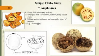 31 7. Amphisarca
Simple, Fleshy fruits
 Fleshy fruit with woody pericarp,
 developed from a syncarpous, superior, many seeded
ovary.
 Edibale portion is placenta and inner pulpy layers of
pericarp
 E.g. – woodapple,
15-03-2018kishan.gusai2008@gmail.com
 