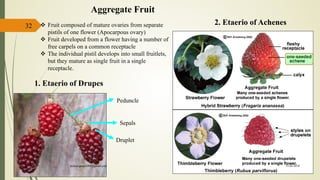 32
Aggregate Fruit
1. Etaerio of Drupes
 Fruit composed of mature ovaries from separate
pistils of one flower (Apocarpous ovary)
 Fruit developed from a flower having a number of
free carpels on a common receptacle
 The individual pistil develops into small fruitlets,
but they mature as single fruit in a single
receptacle.
2. Etaerio of Achenes
Peduncle
Druplet
Sepals
15-03-2018kishan.gusai2008@gmail.com
 