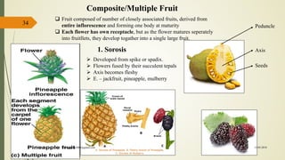 34
Composite/Multiple Fruit
1. Sorosis
 Fruit composed of number of closely associated fruits, derived from
entire inflorescence and forming one body at maturity
 Each flower has own receptacle, but as the flower matures seperately
into fruitllets, they develop togather into a single large fruit.
 Developed from spike or spadix.
 Flowers fused by their succulent tepals
 Axis becomes fleshy
 E. – jackfruit, pineapple, mulberry
Peduncle
Axis
Seeds
15-03-2018kishan.gusai2008@gmail.com
 