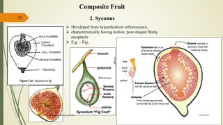35
Composite Fruit
2. Syconus
 Developed from hypanthodium inflorescence,
 characteristically having hollow, pear shaped fleshy
receptacle
 E.g. – Fig,
15-03-2018kishan.gusai2008@gmail.com
 