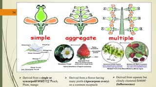 36
 Derived from separate but
closely clustered flowers
(Inflorescence)
 Derived from a flower having
many pistils (Apocarpous ovary)
on a common receptacle
 Derived from a single or
syncarpous ovary e.g. Peach,
Plum, mango
15-03-2018kishan.gusai2008@gmail.com
 