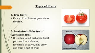 4
Types of Fruits
1. True fruits
 Ovary of the flowers grows into
the fruit.
2. Peudo-fruits/False fruits/
Accessories fruit
 It is often found that other floral
parts such as thalamus,
receptacle or calyx, may grow
and form a part of fruit. 15-03-2018kishan.gusai2008@gmail.com
 