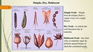 6
Simple, Dry, Dehiscent
Simple Fruit – Single
fruit developes from a
single ovary of a single
flower
Dry Fruit - in which the
coat becomes dry at
maturity.
Dehiscent Fruit - dry fruit
whic at maturity open by
definite natural beans to
shed the contained seeds.15-03-2018kishan.gusai2008@gmail.com
 