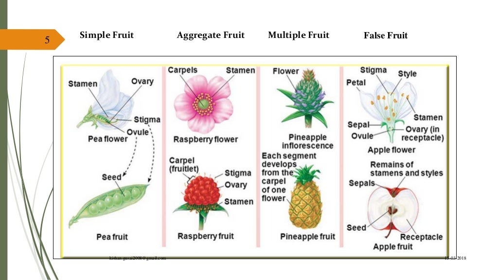 Fruit morphology and botanical classification