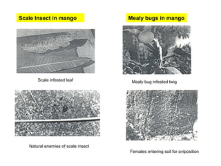 Fruit pests | PPT