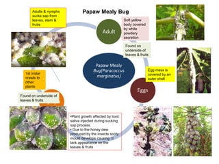 Fruit pests | PPT
