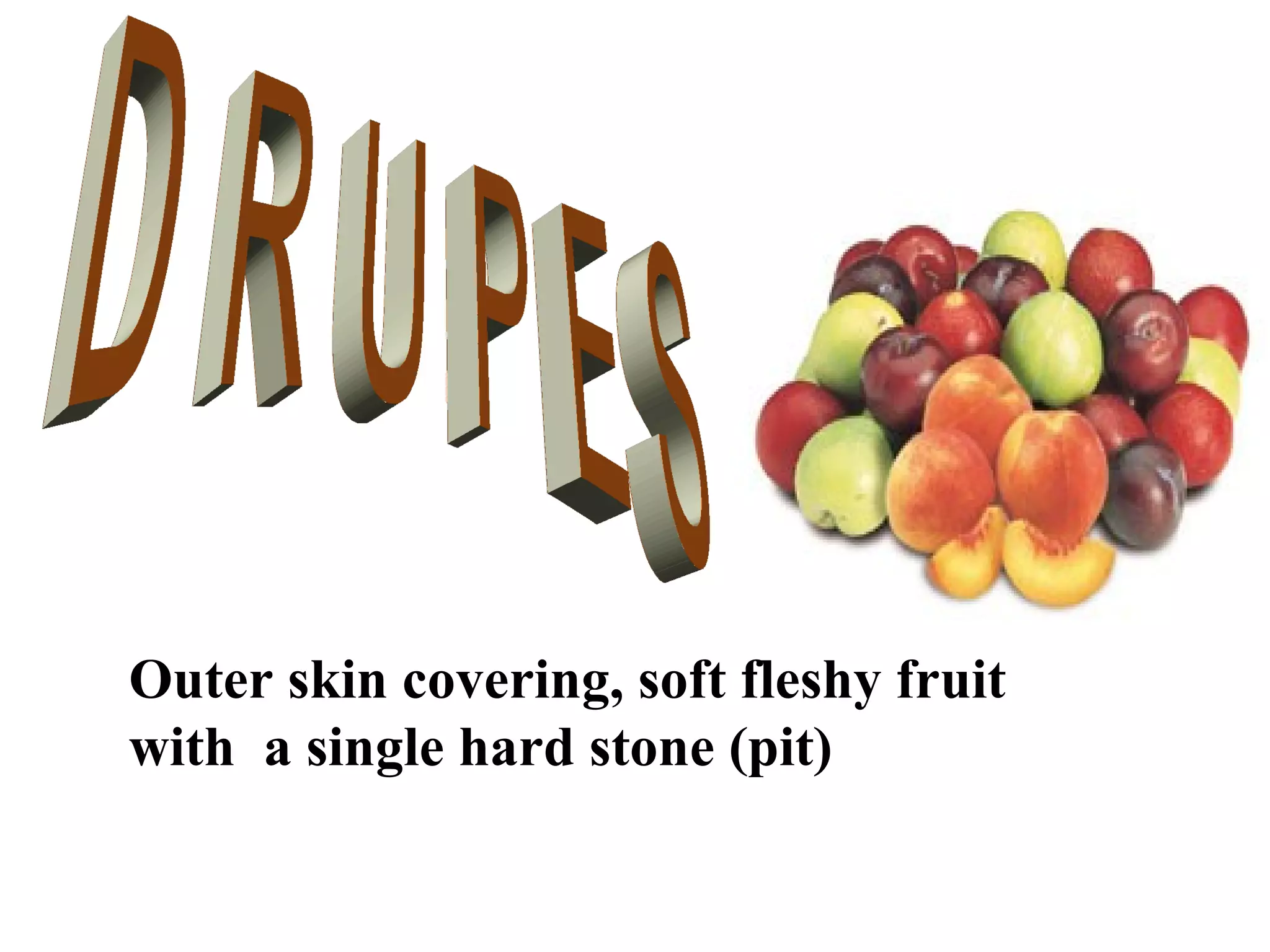 Outer skin covering, soft fleshy fruit
with a single hard stone (pit)

 