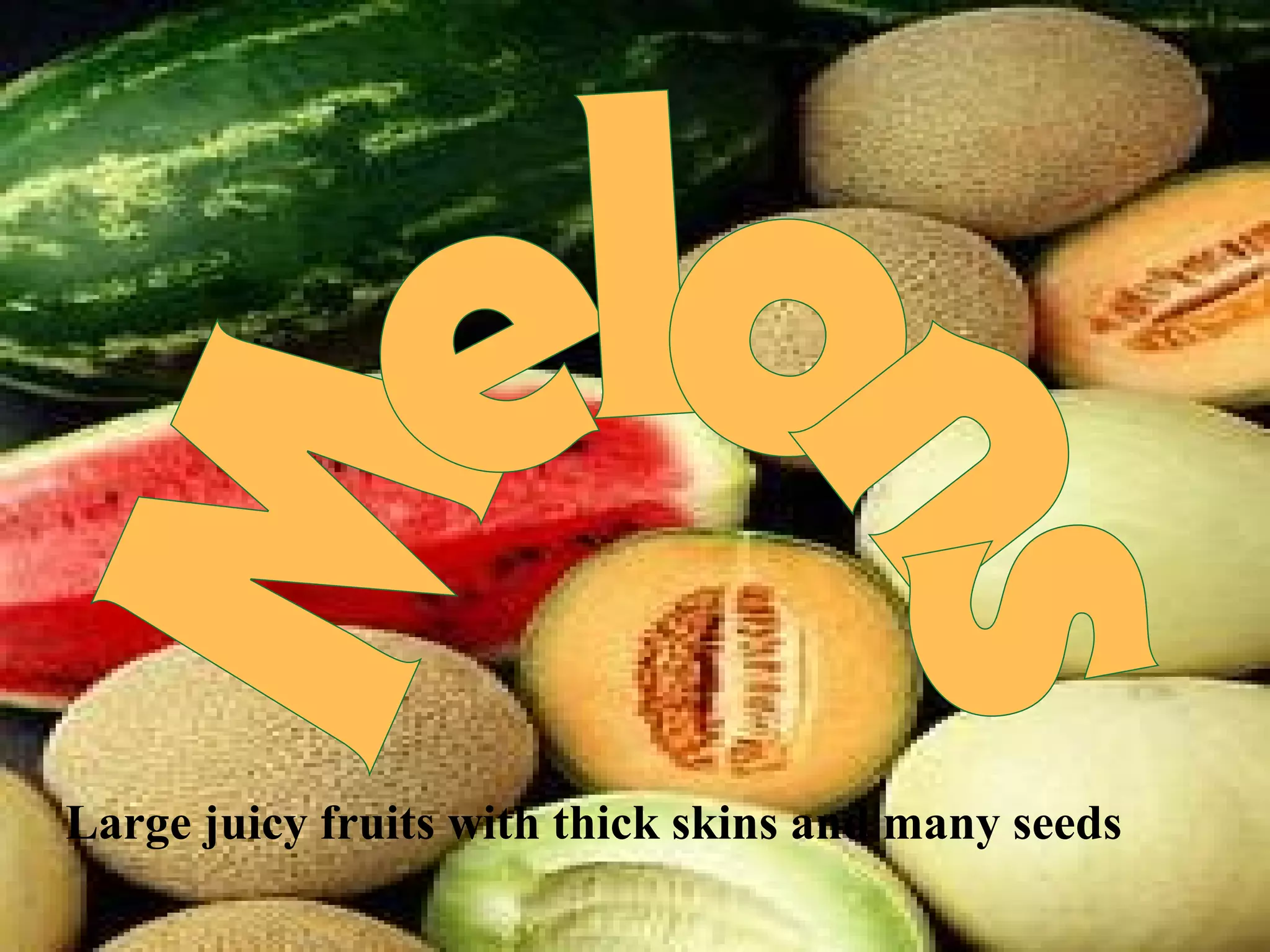 Large juicy fruits with thick skins and many seeds

 