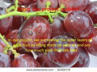 What our project is aboutIn our project, we are testing the outer layers of each fruit by filling them up with air and see how much each fruit can take. 
