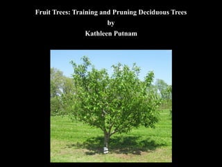 Fruit+pruning+powerpoint+copy.pdf for pruning of fruit trees | PDF